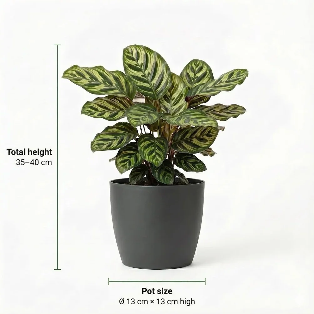 Set Plantes Dépolluantes 6 Pièces avec Pots Décoratifs Anthracite Ø12 cm Hauteur 30-40 cm