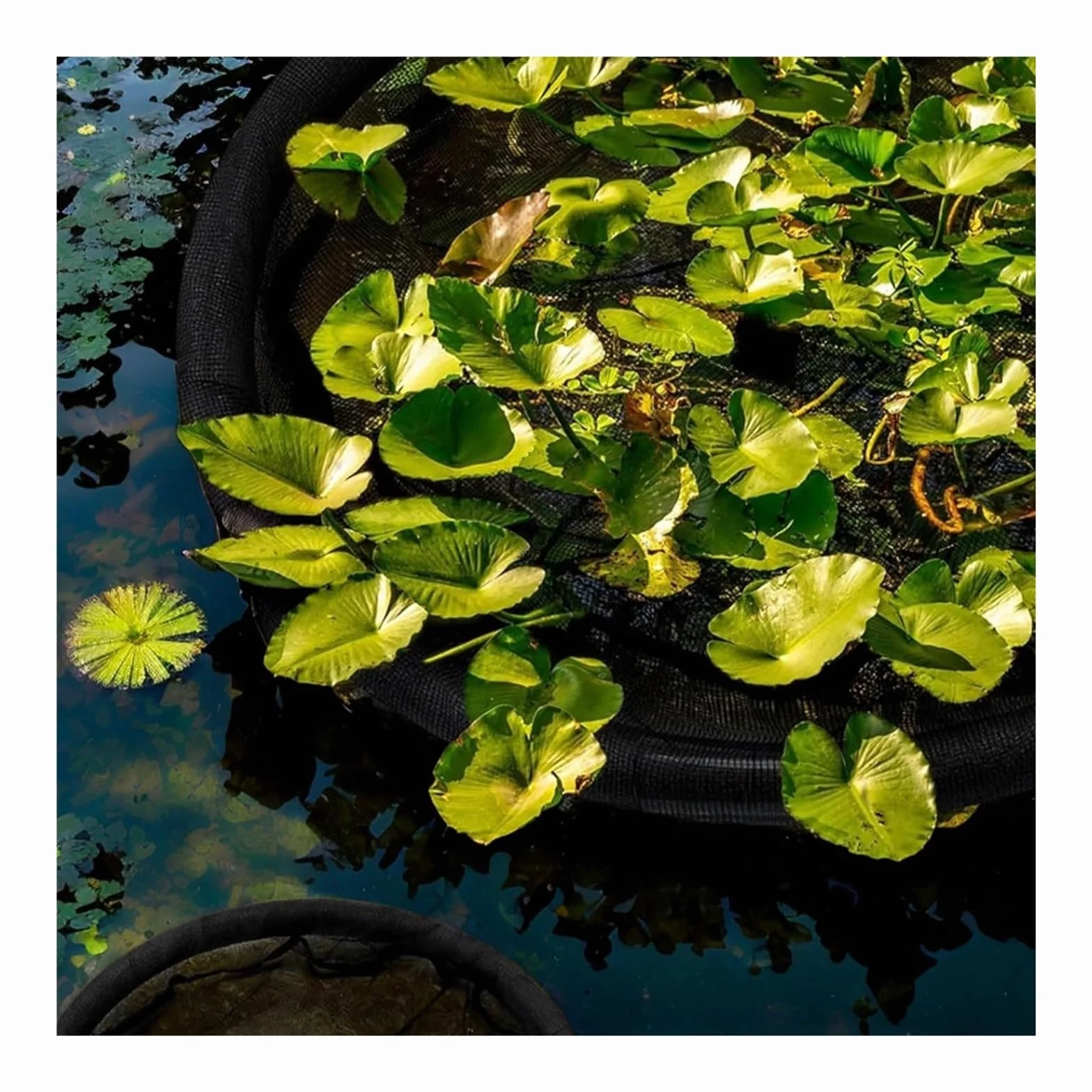 Barrière flottante en forme de flore pour poissons 80 cm protection plantes flottantes étang