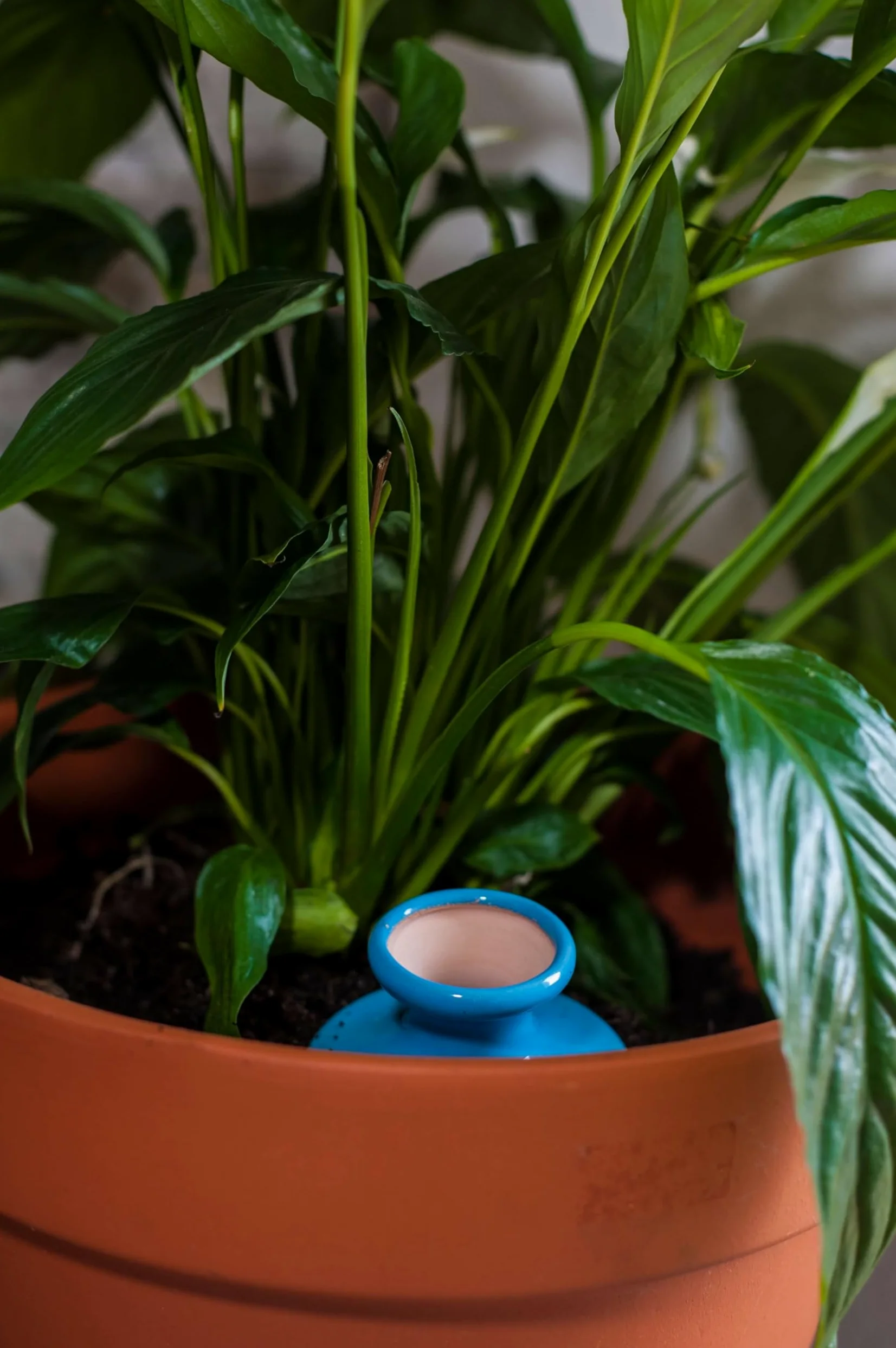 3 oyas à enterrer de 500 ml en couleur avec leur couvercle - ollas pour arroser tous type de plante d'intérieur et extérieur (Bleu)