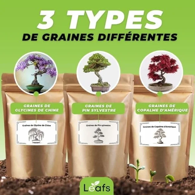 Kit Bonsai Plantation Coffret Cadeau Original Homme Femme Graines Glysines Pin Copalme Plantes Intérieur Extérieur