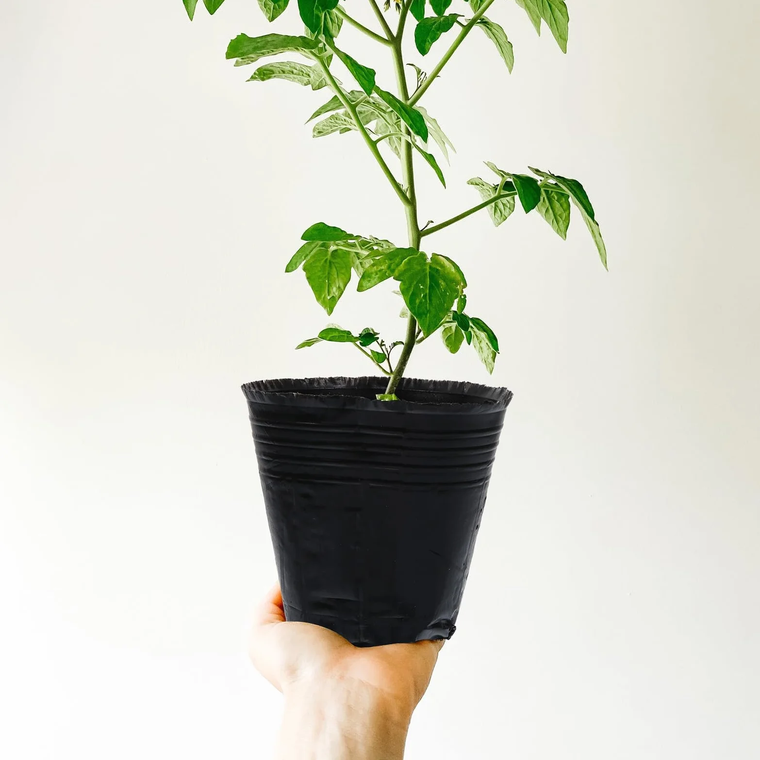 VICASKY 500 Pièces Pots de Semis Plastique avec Drainage Godets de Repiquage pour Plantes