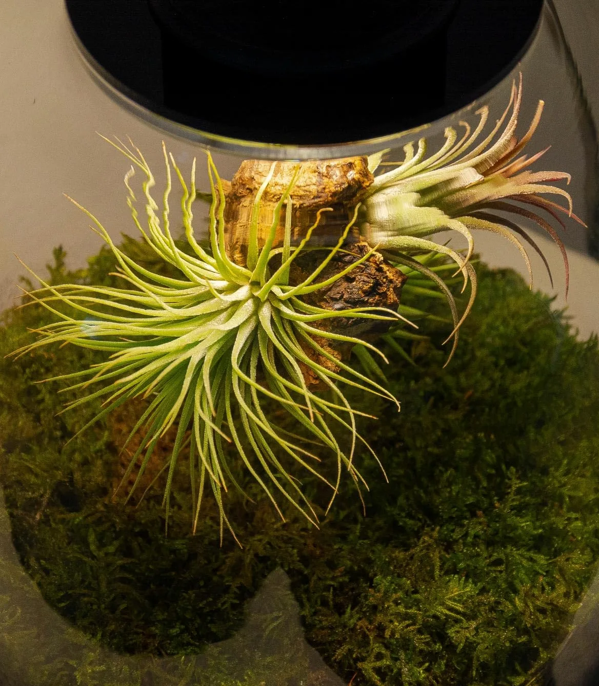 Jardin en bouteille Terrarium Plantes Verre Transparent Couvercle avec Spot LED Kit Jardin en Bouteille Tout Inclus Plantes d'Air Naturelles en Raiz d'Olivier