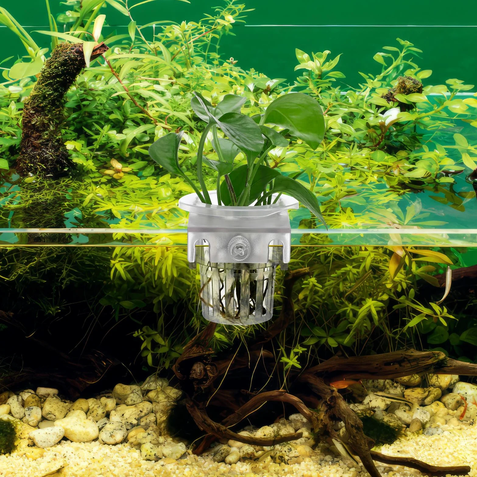 SUPVOX Lot de 4 supports de plantes à suspendre pour aquarium avec ventouses – Paniers de plantes pour aquarium et décoration d'aquarium