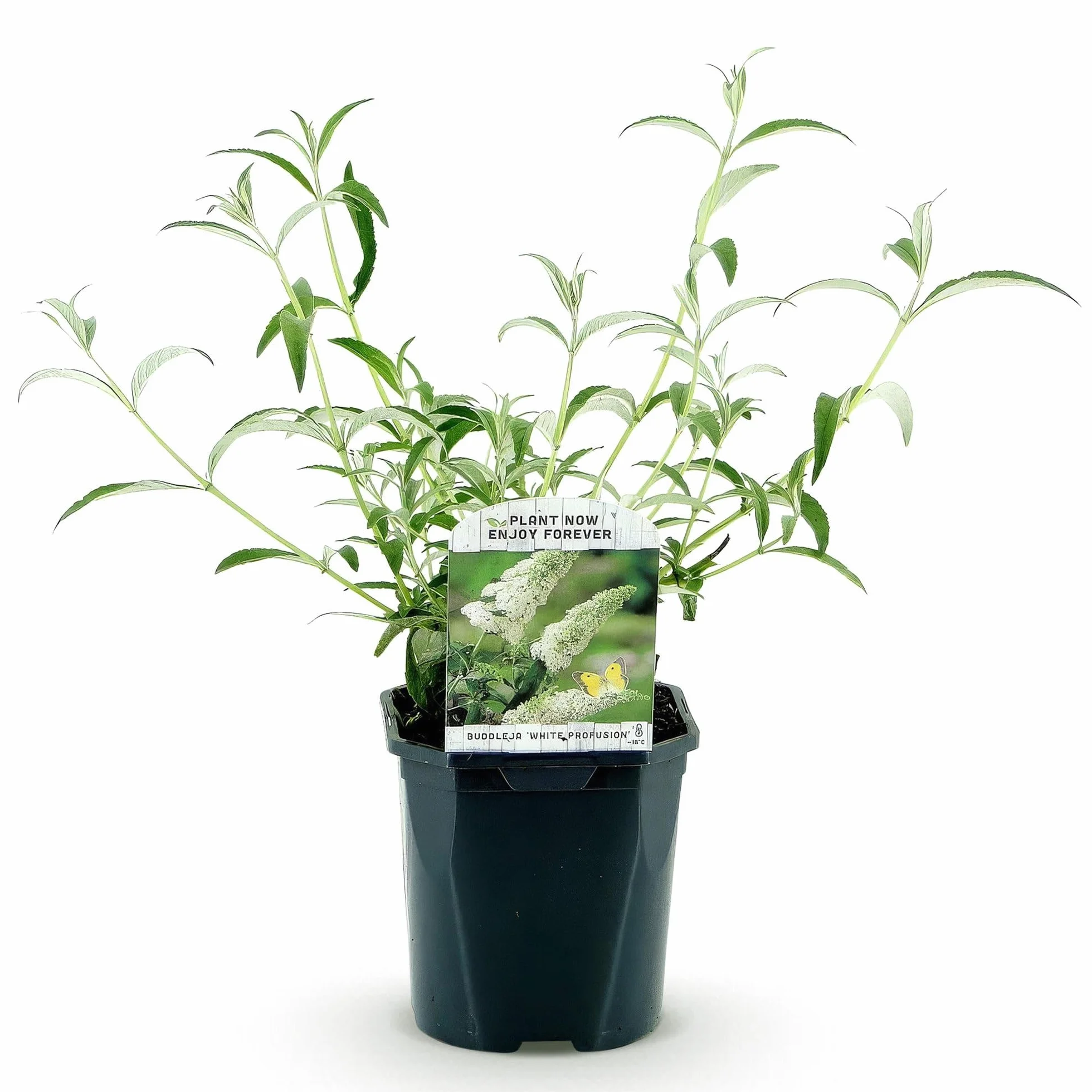 Buddleja davidii White Profusion Arbre à papillons Fleurs Blanches Pot 17cm Hauteur 25cm