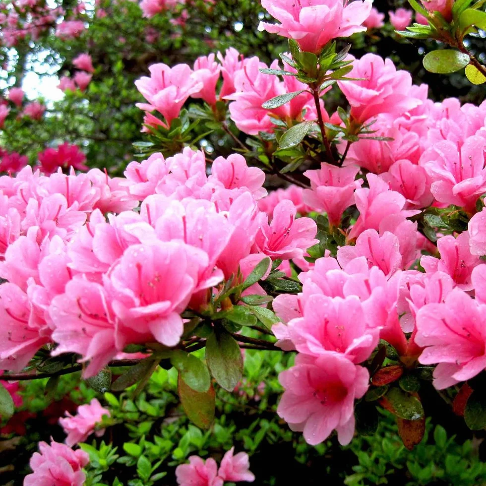 Azalée Rose GardenersDream Rhododendron Japonais Persistant - Plante Arbuste à Fleurs pour Jardin en Pot