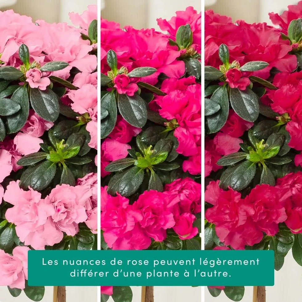 Azalée Tige Rose avec Cache Pot 45/50 cm Fleurs Fraiches Plante Florissante Cadeau Mamie