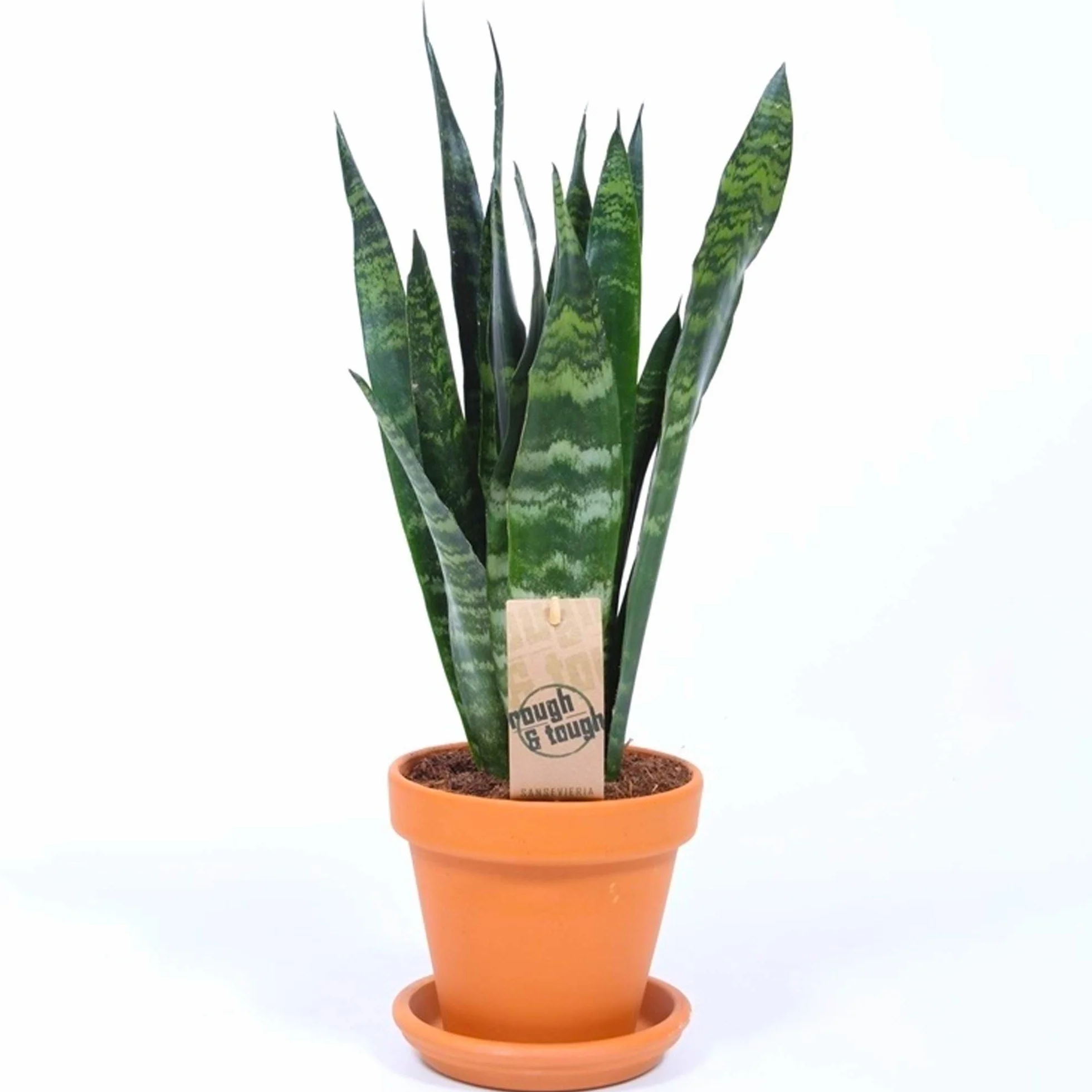 Sansevieria Black Coral 30-40 cm en pot Langue de Belle-mère