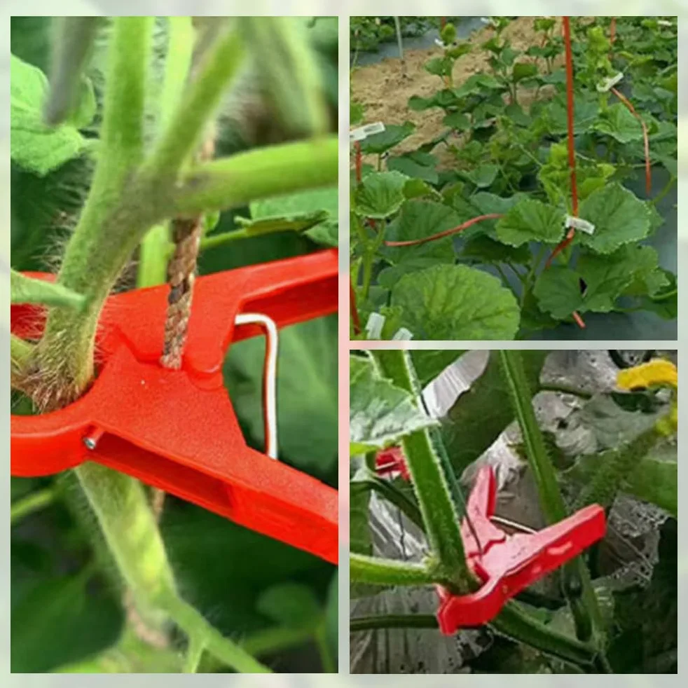 Lot de 30 clips de support de plantes pour treillis, pinces durables pour tomates et légumes du jardin, fixations faciles à utiliser, tailles 18 mm/30 mm
