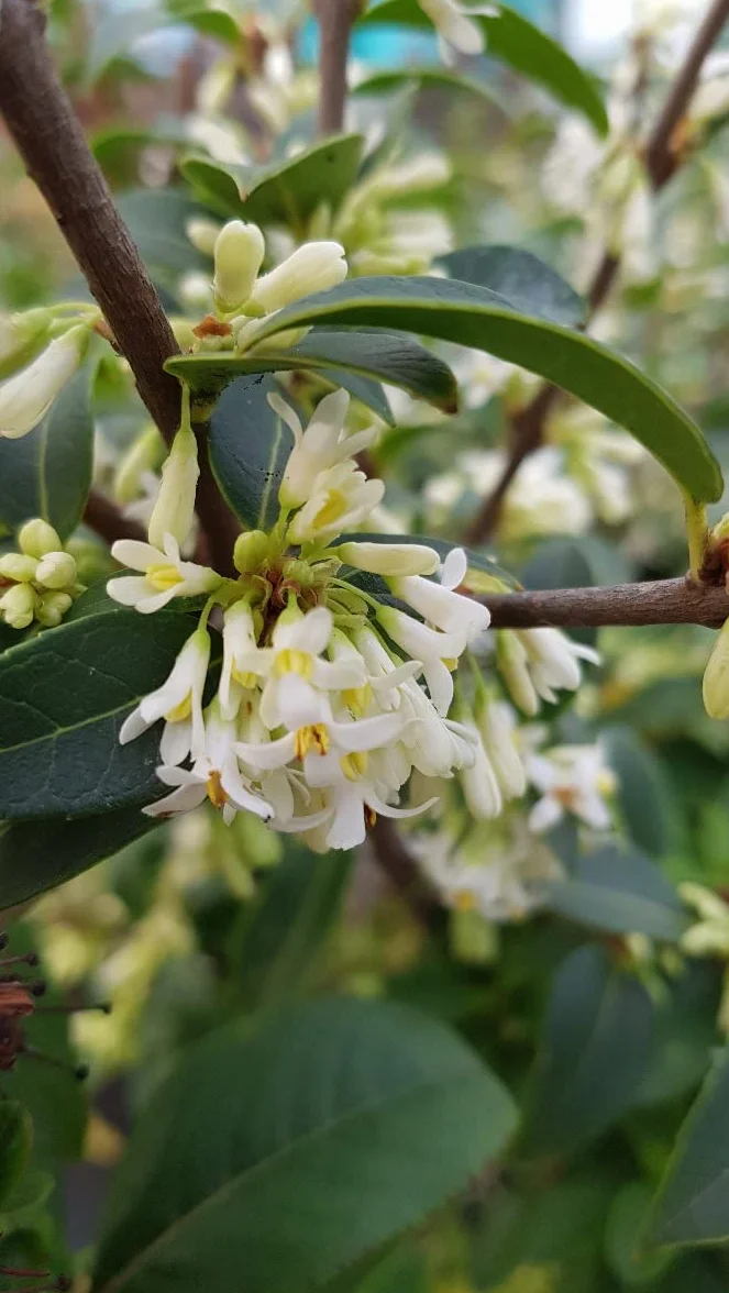 Osmanthus x burkwoodii Osmanthe de Burkwood 3-4 litres