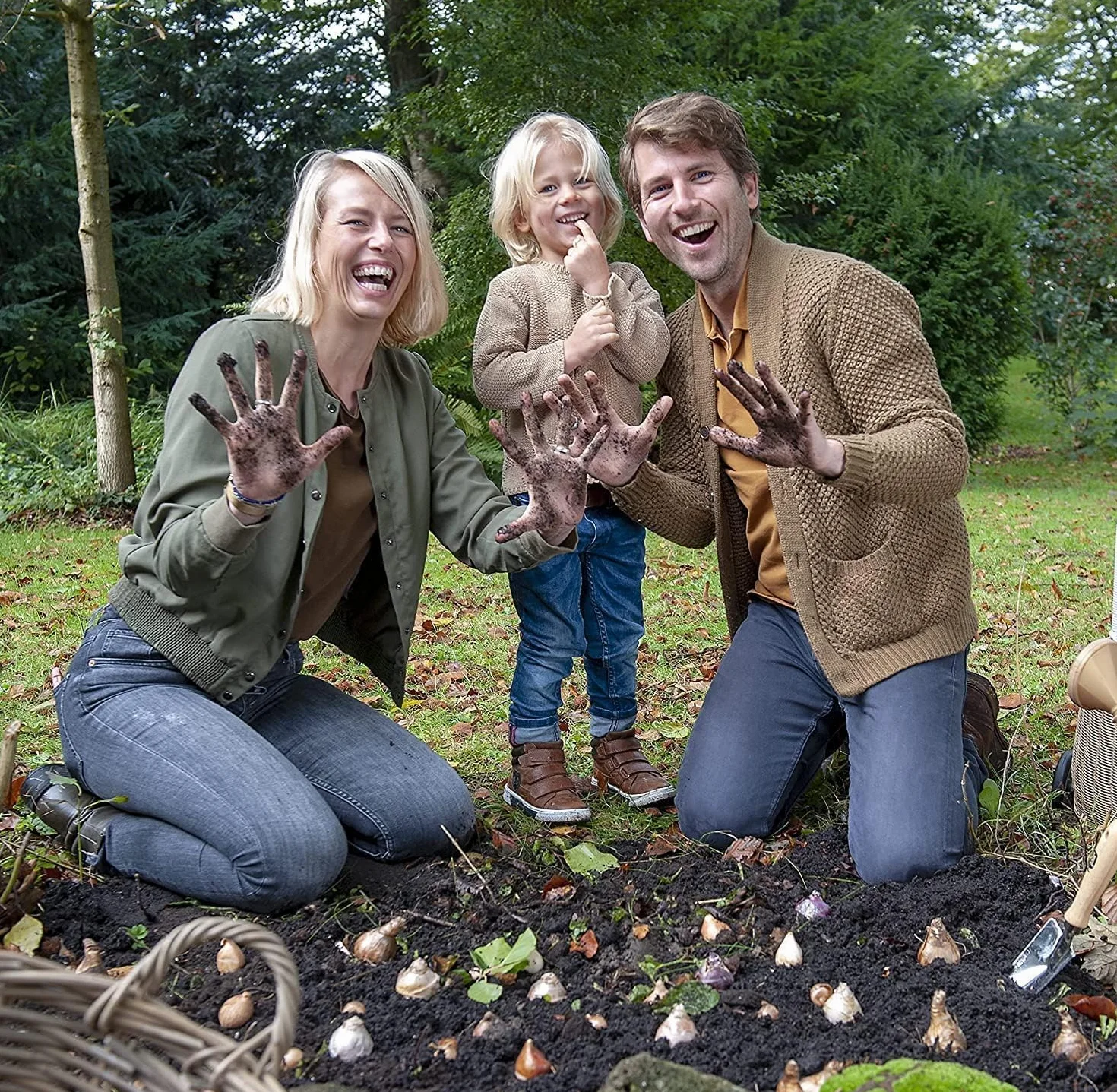 Amaryllis Bulbe Papilio 1 pièce - Bulbes à fleurs grand format 20/22 - Hippeastrum