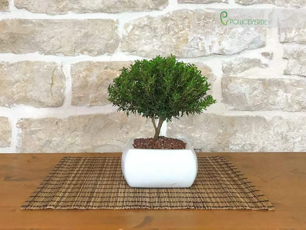 Bonsaï myrte pot carré blanc