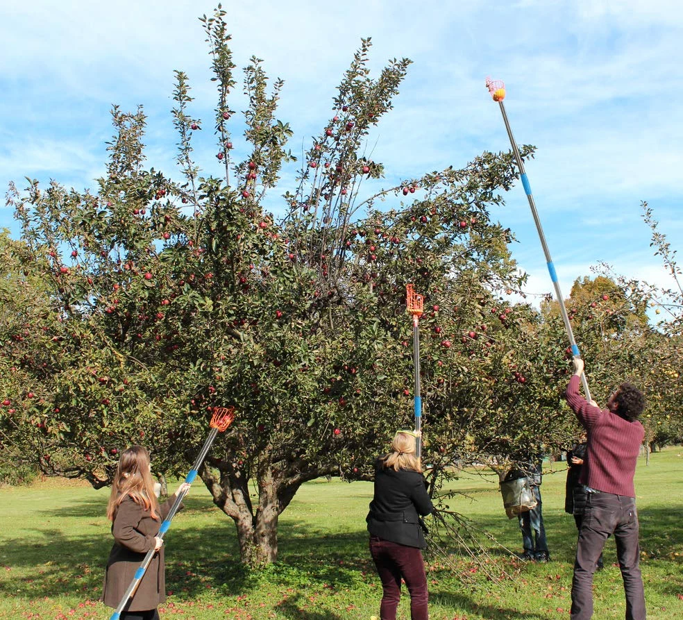 HOSKO Outil de cueillette de fruits 8FT