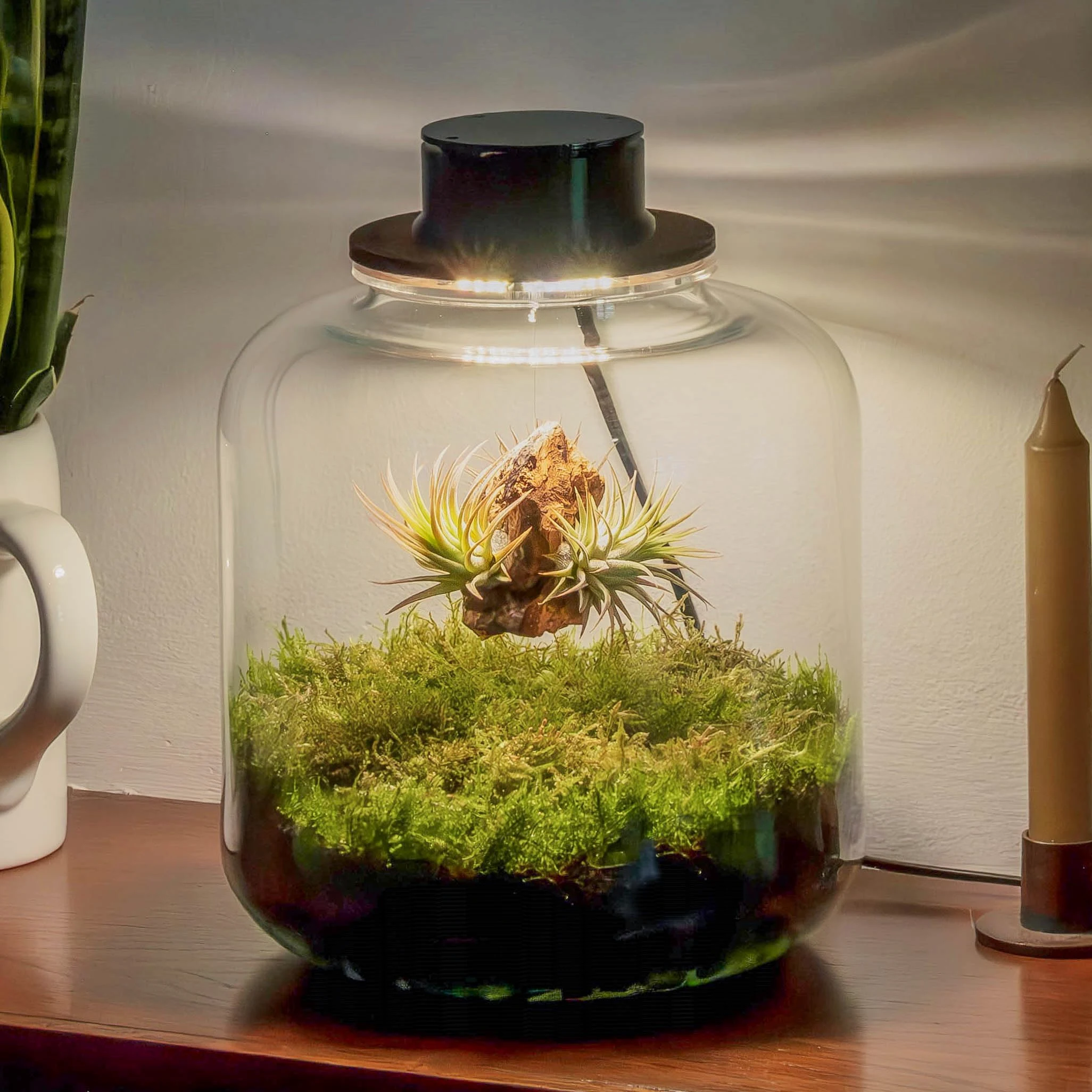 Jardin en bouteille Terrarium Plantes Verre Transparent Couvercle avec Spot LED Kit Jardin en Bouteille Tout Inclus Plantes d'Air Naturelles en Raiz d'Olivier