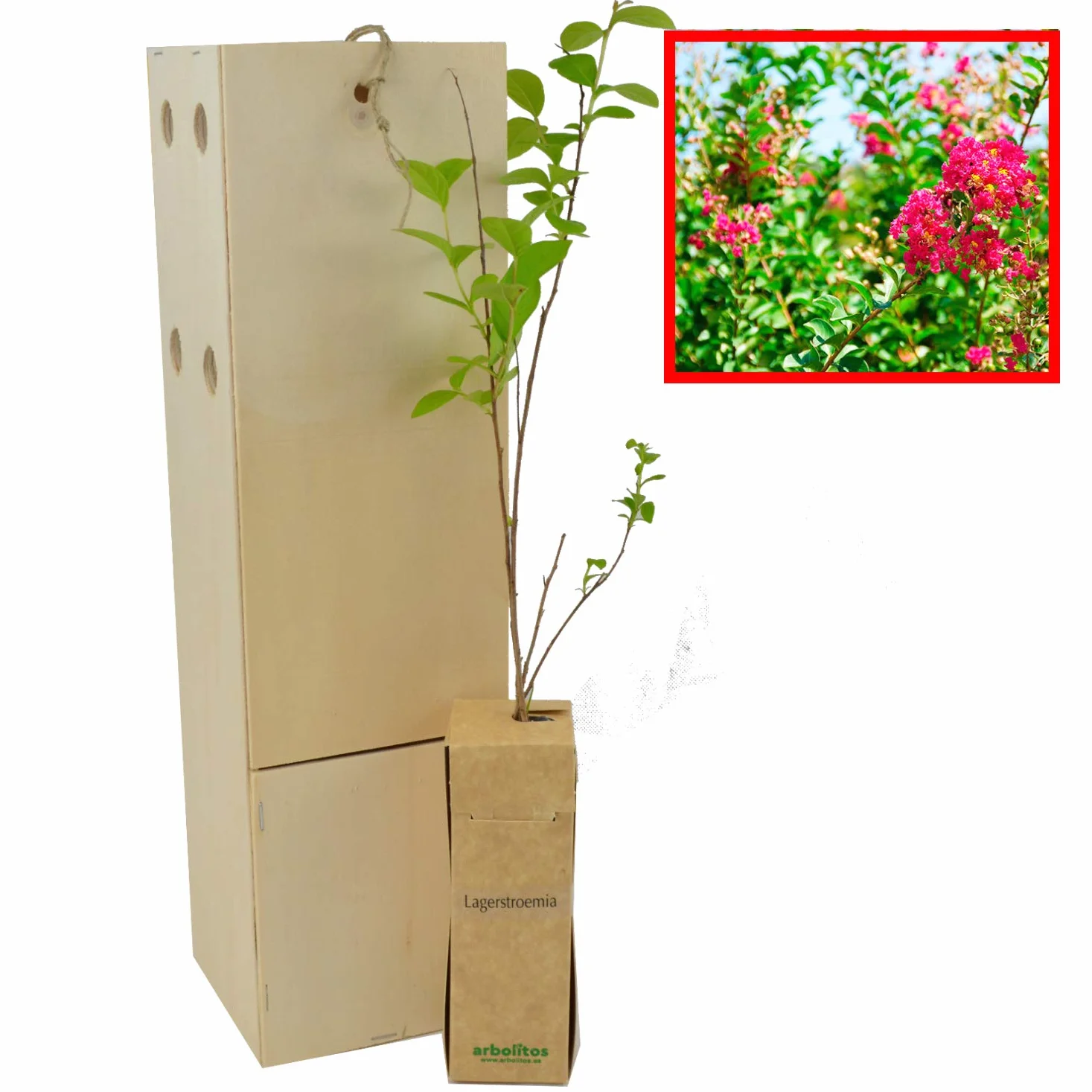 Lagerstroemia Indica Arbre de Jupiter Jeune Pousse 30 cm 1 Unité