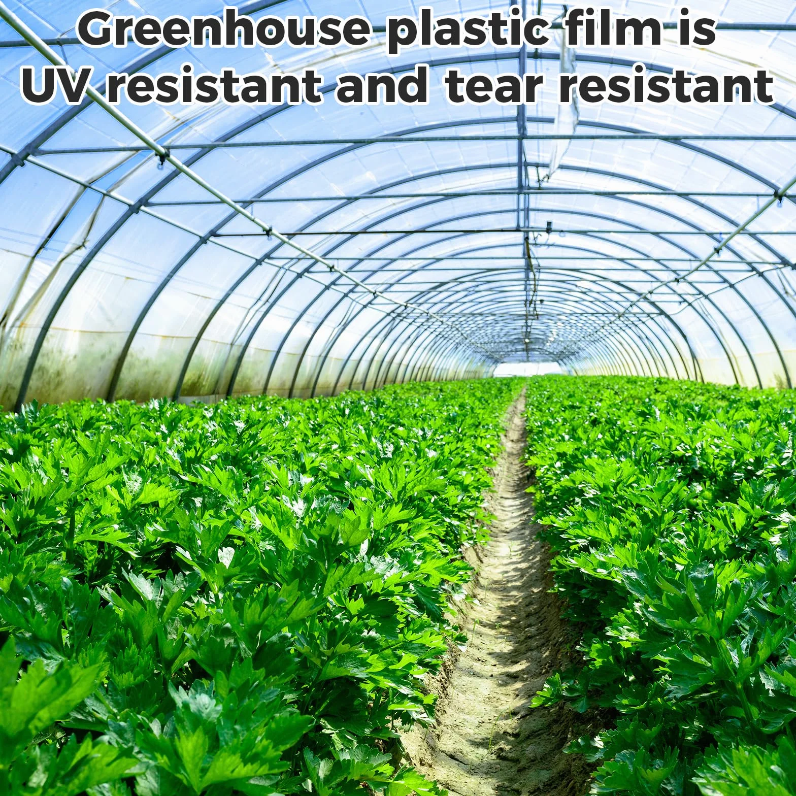 Film de serre en polyéthylène 2 x 3 m transparent indéchirable VOSSOT