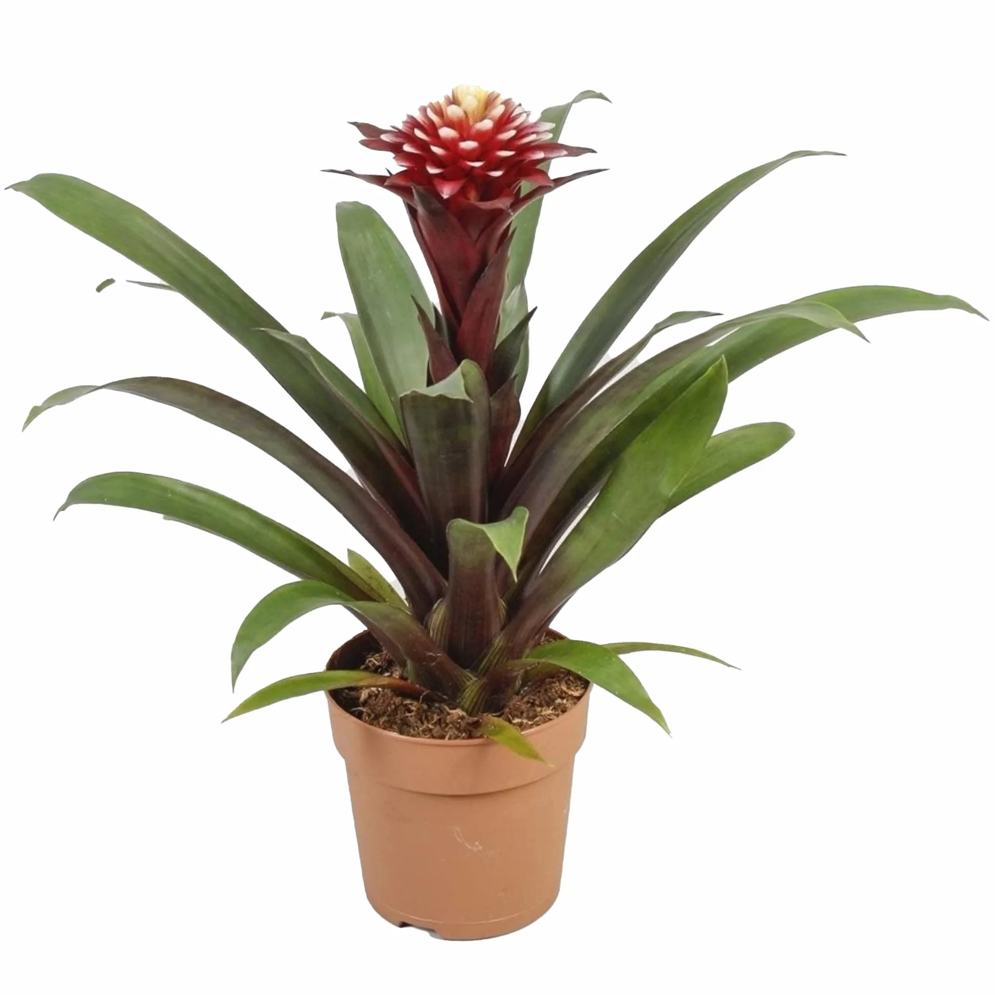 Bromélia Guzmania Francesca 45-55 cm Plante d'intérieur à fleurs exotiques pot inclus