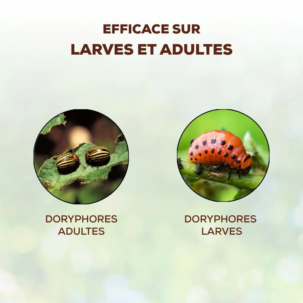 SOLABIOL Anti Doryphores 125ml Concentré Surface Traitée 833m² Bidon Auto Doseur Action Choc Utilisable en Agriculture Biologique