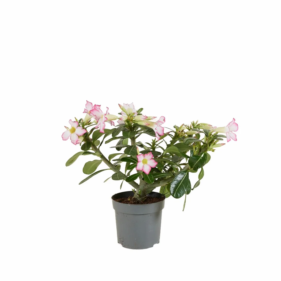 Bloomique Adenium Obesum Rose du Désert Plante d'intérieur Pot 13cm Hauteur 25-35 cm