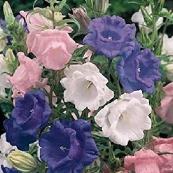 Campanula Cantery Bells Cup and Saucer Mix Graines 50+