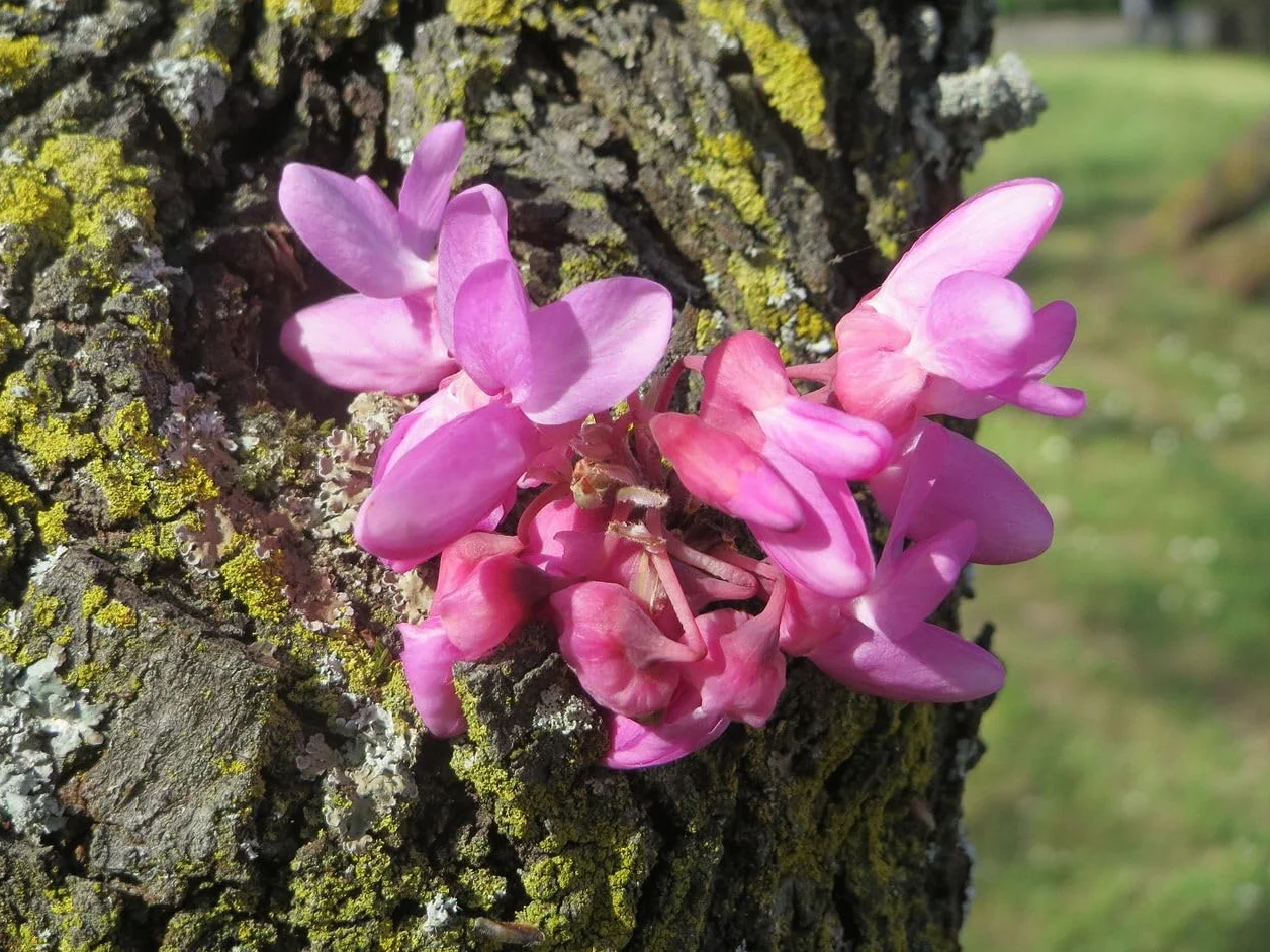 Cercis Siliquastrum Arbre de Judée 30 graines