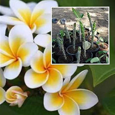 Plumeria Baum Frangipanier Stecklinge 7-10 Zoll Samen