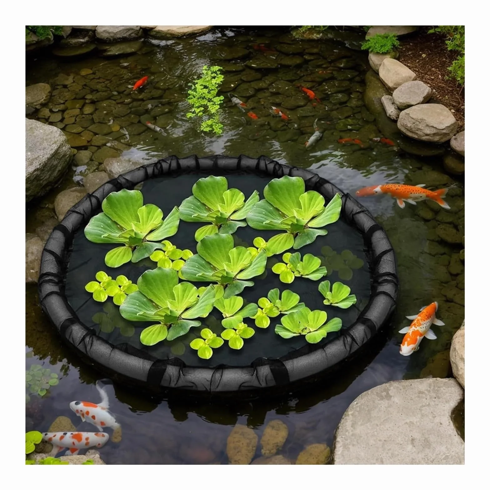 Barrière flottante en forme de flore pour poissons 80 cm protection plantes flottantes étang