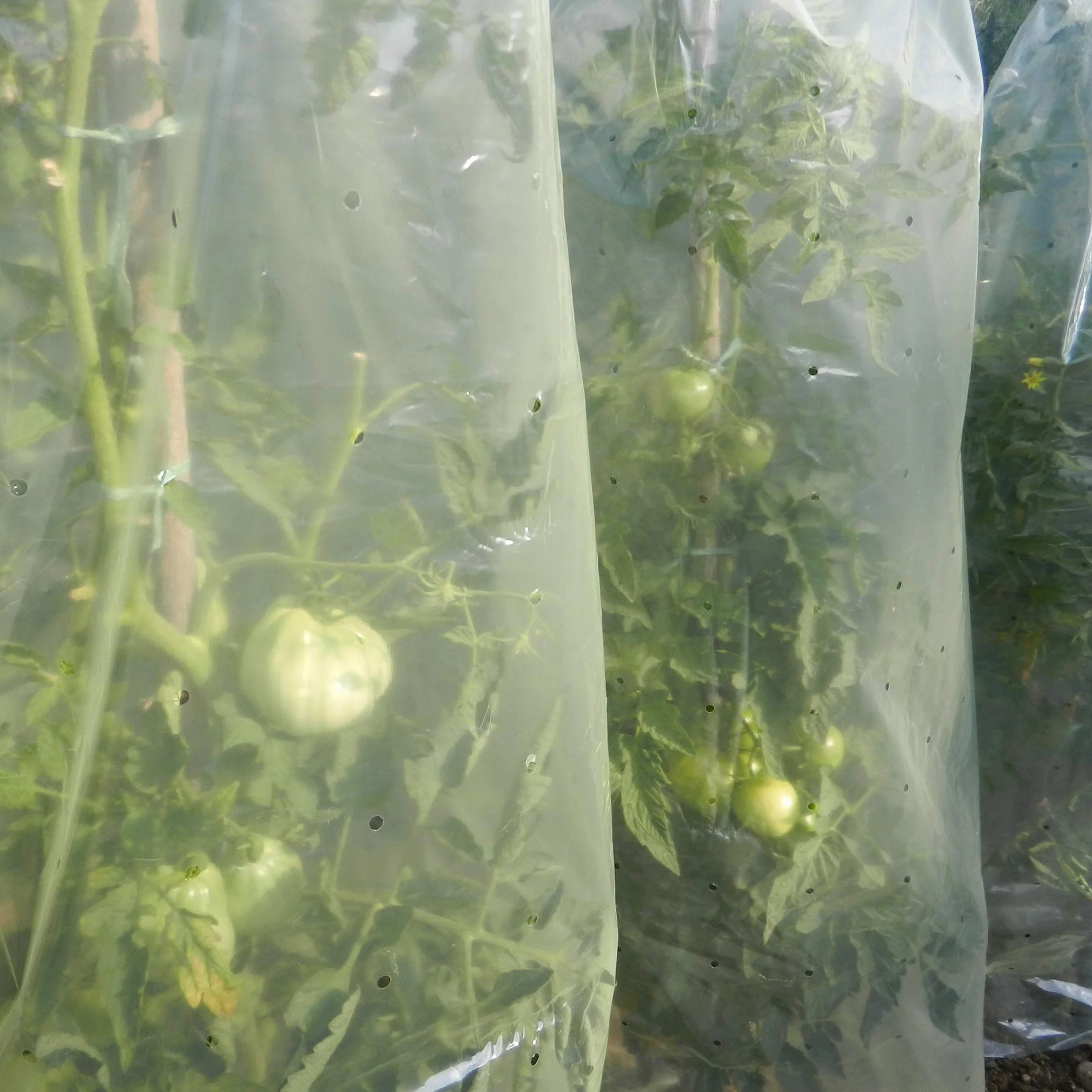 TENAX Film Tubulaire Tomate 0,60x10 m Jaune avec 10 Liens Plastique