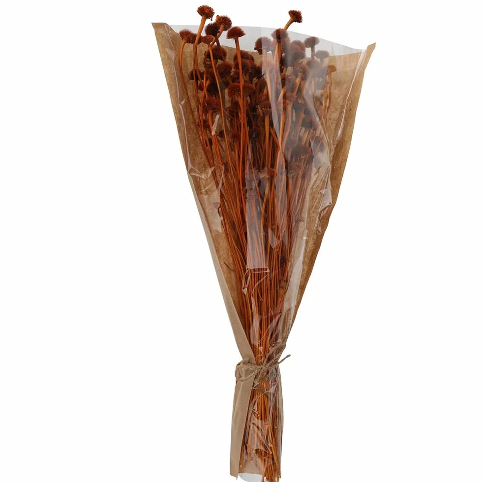Bouquet Fleurs Séchées Marguerite 55CM Terracotta
