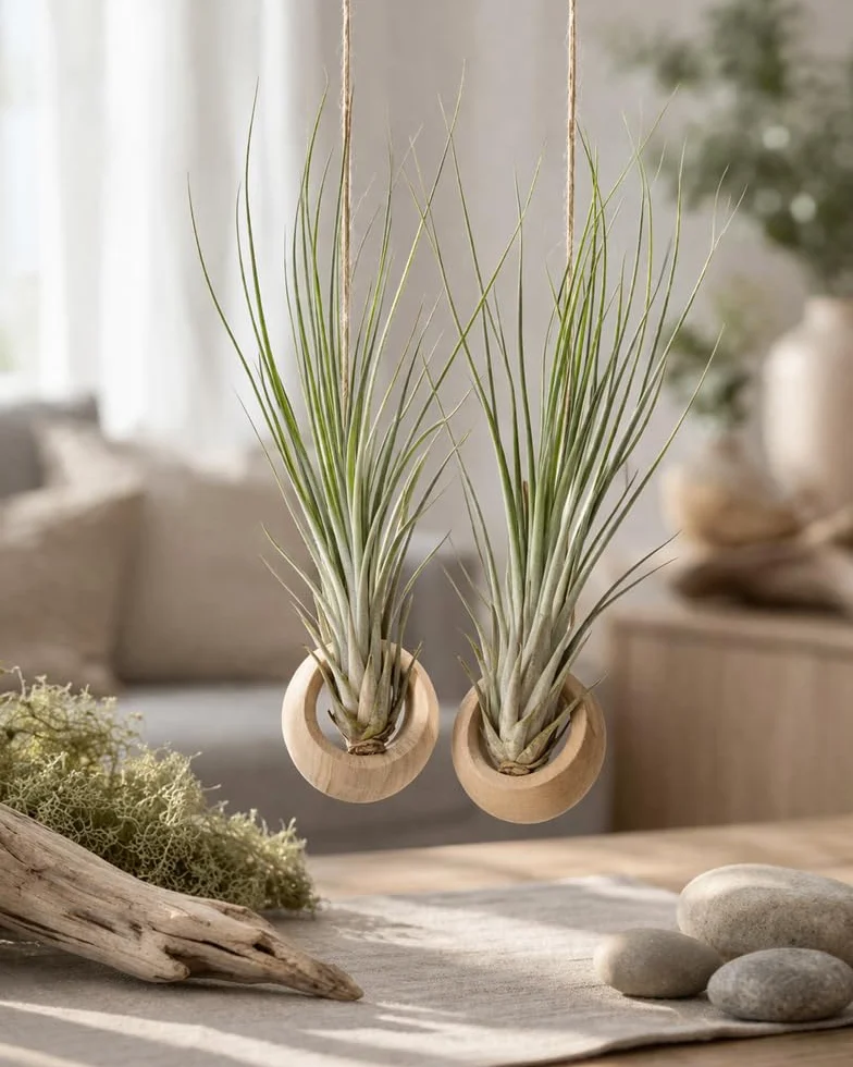 Tillandsia juncea 16 cm Plante d'intérieur