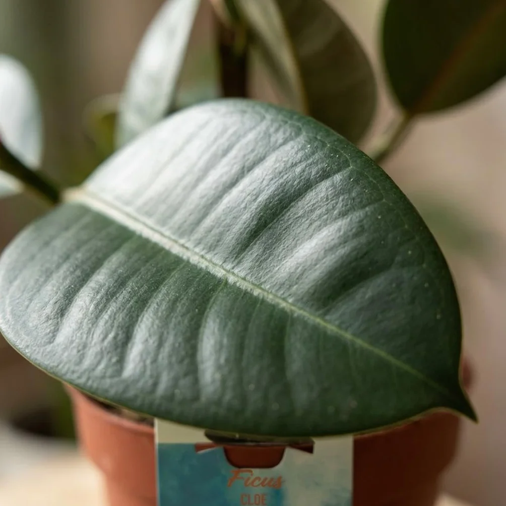 Ficus Elastica Cloe Plante d'intérieur Vert Pot 19cm Hauteur 65cm