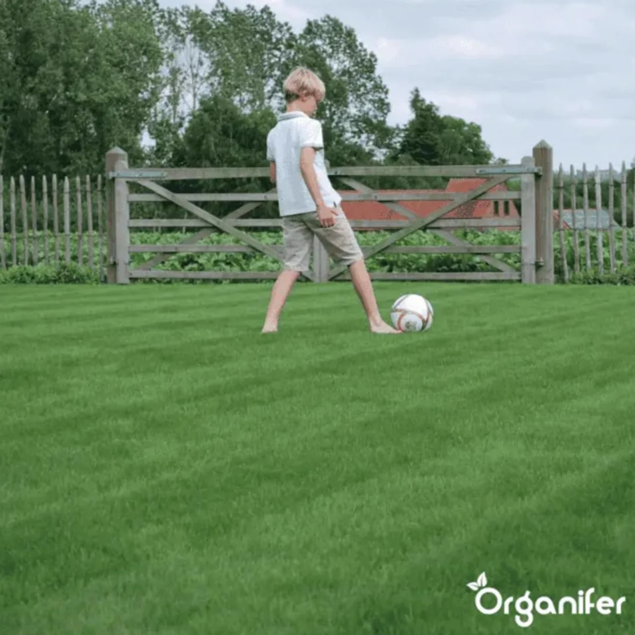 Organifer Graines De Gazon À Germination Rapide 1 Kg 50 M2 Pelouses Sportives