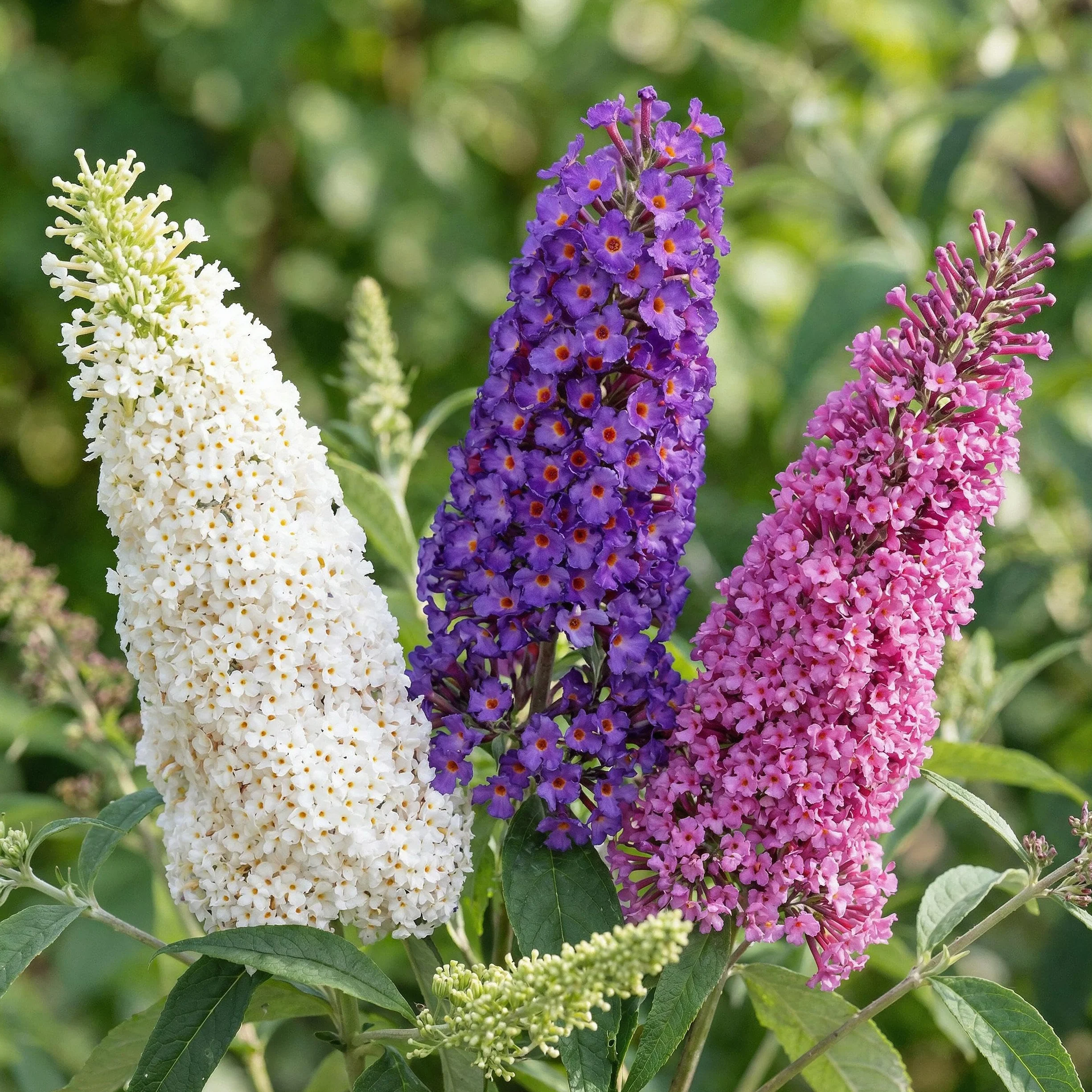Buddleja davidii Tricolour Arbre à papillons 3 Plantes Pot 17cm Hauteur 45cm