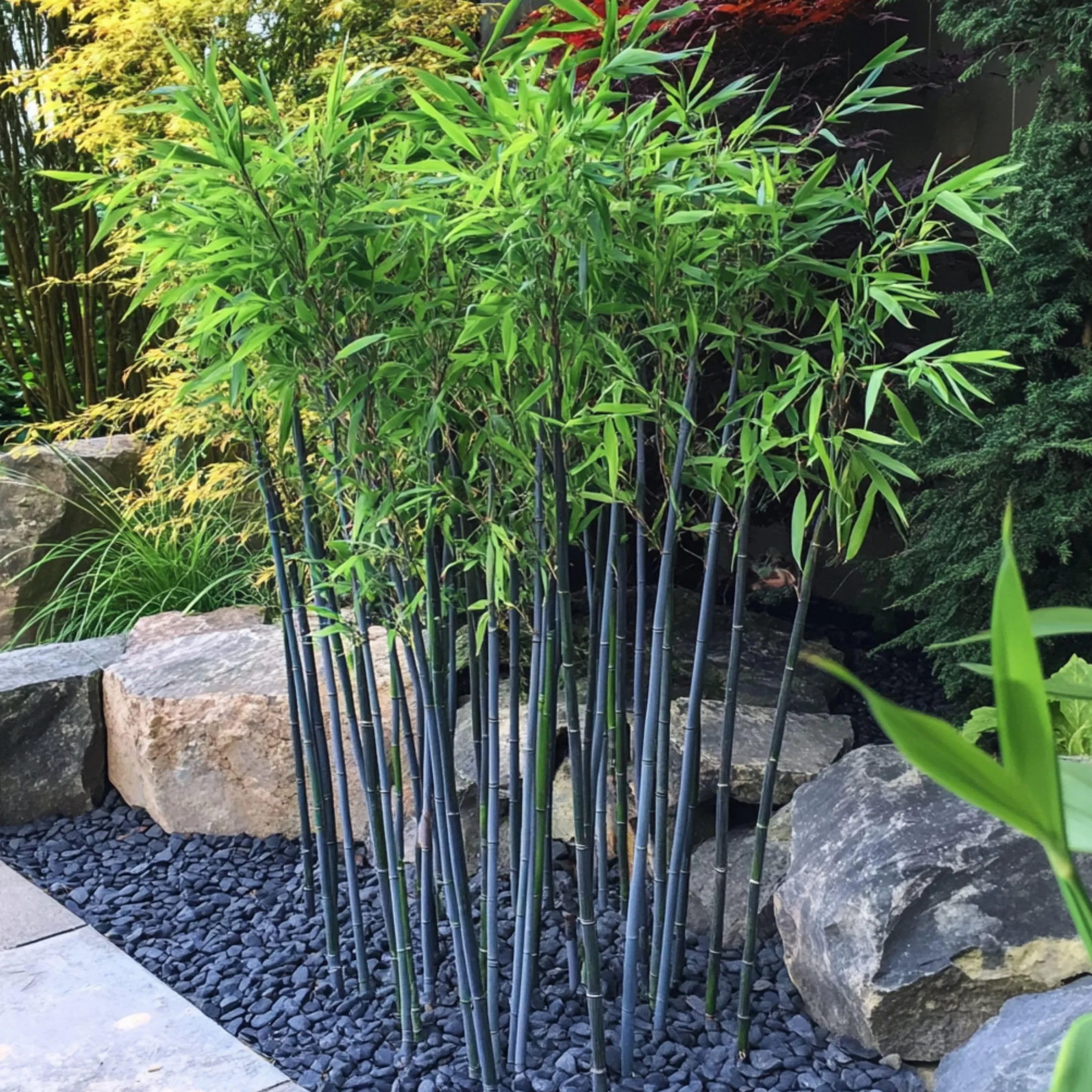 Fargesia papyrifera 'Blue Dragon' Bambou à papier Lot de 2 Pot 13cm Hauteur 30-40cm