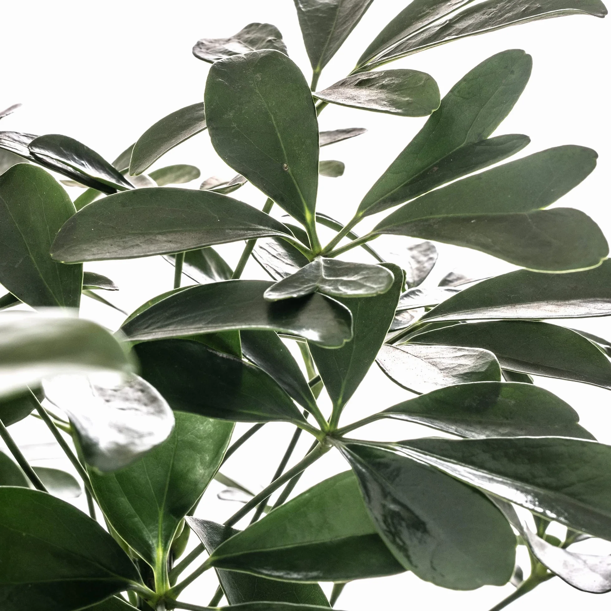 Schefflera Nora Plante d'intérieur rare exotique grande toujours verte