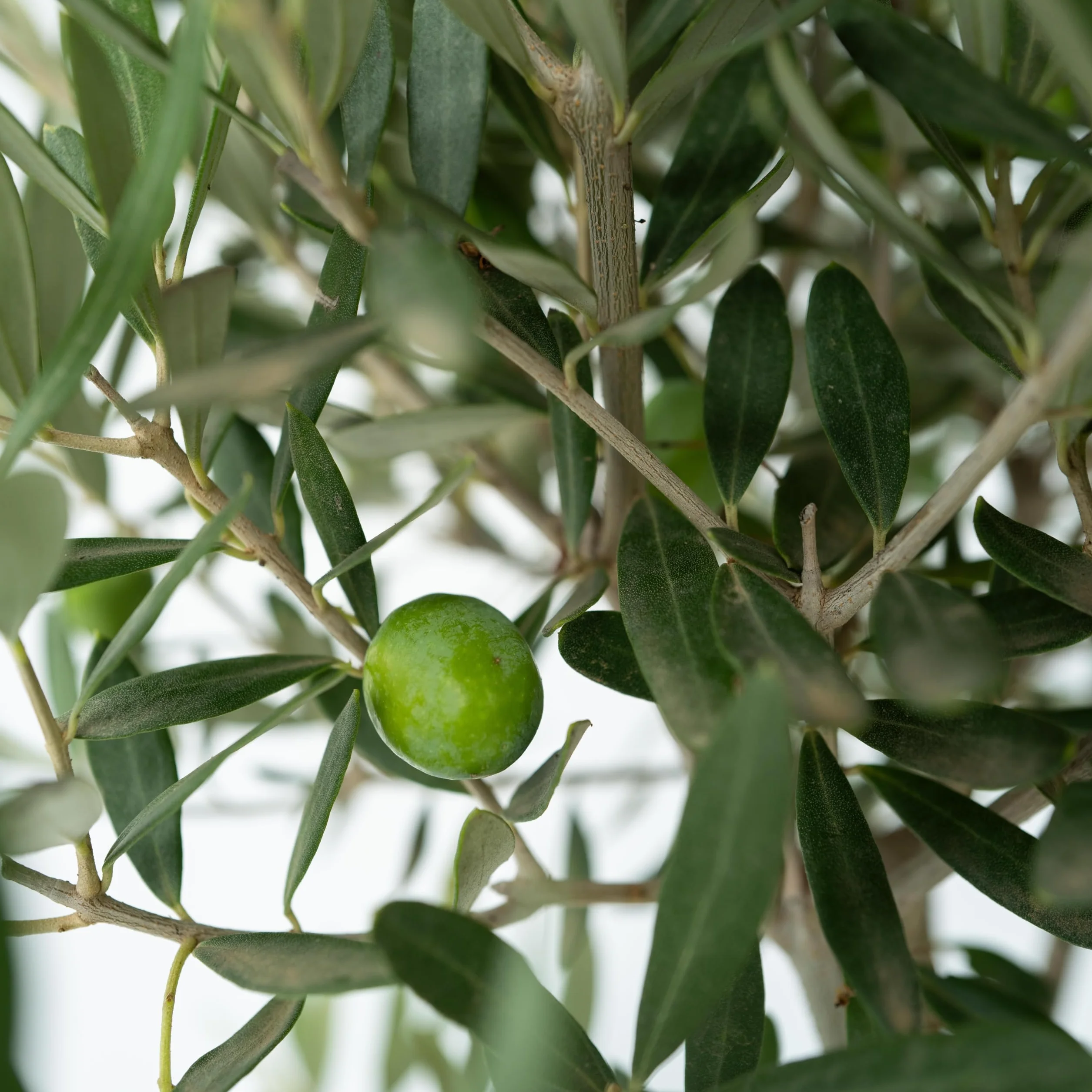 Olea Europaea Oliviers sur tige Set de 2 Pot 21cm Hauteur 90-100cm