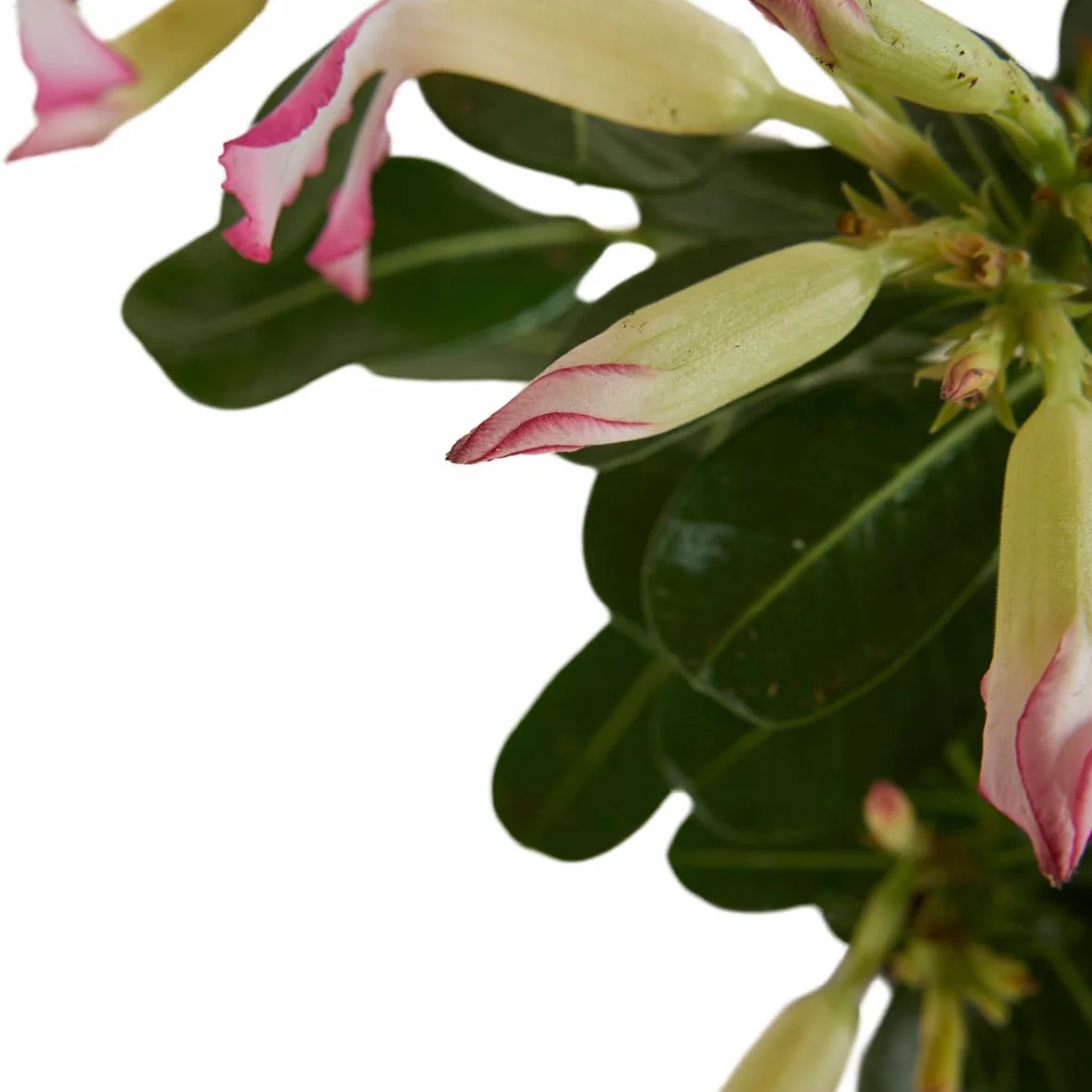 Bloomique Adenium Obesum Rose du Désert Plante d'intérieur Pot 13cm Hauteur 25-35 cm