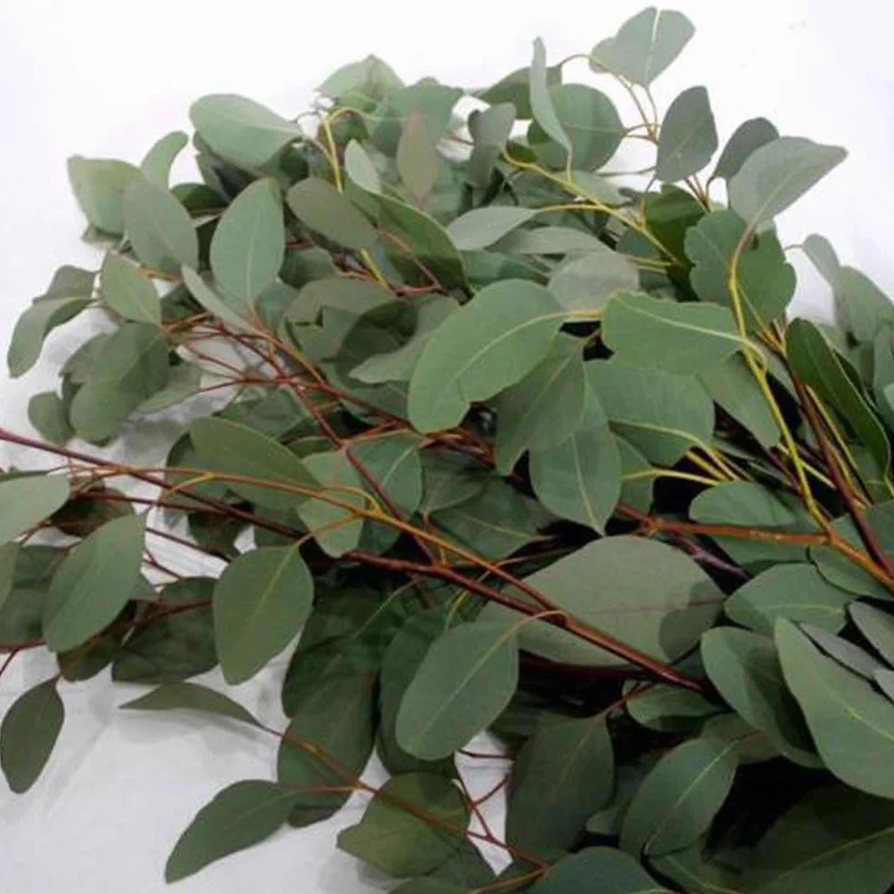 Eucalyptus Arbre Graines, 30 Graines Bonsaï Plante Aromathérapie Décoration Maison