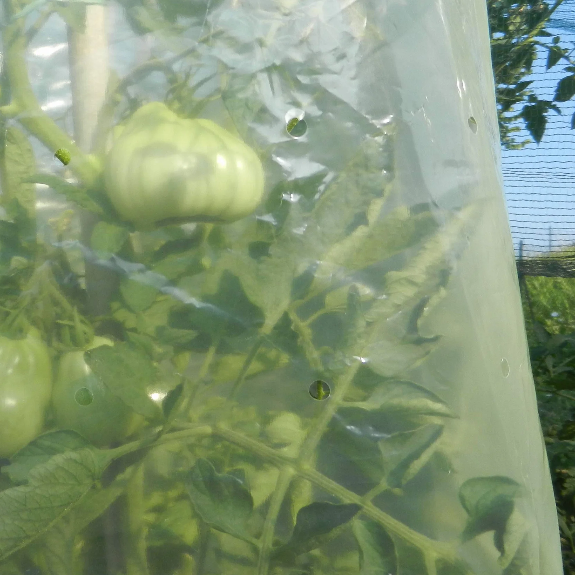 TENAX Film Tubulaire Tomate 0,60x10 m Jaune avec 10 Liens Plastique