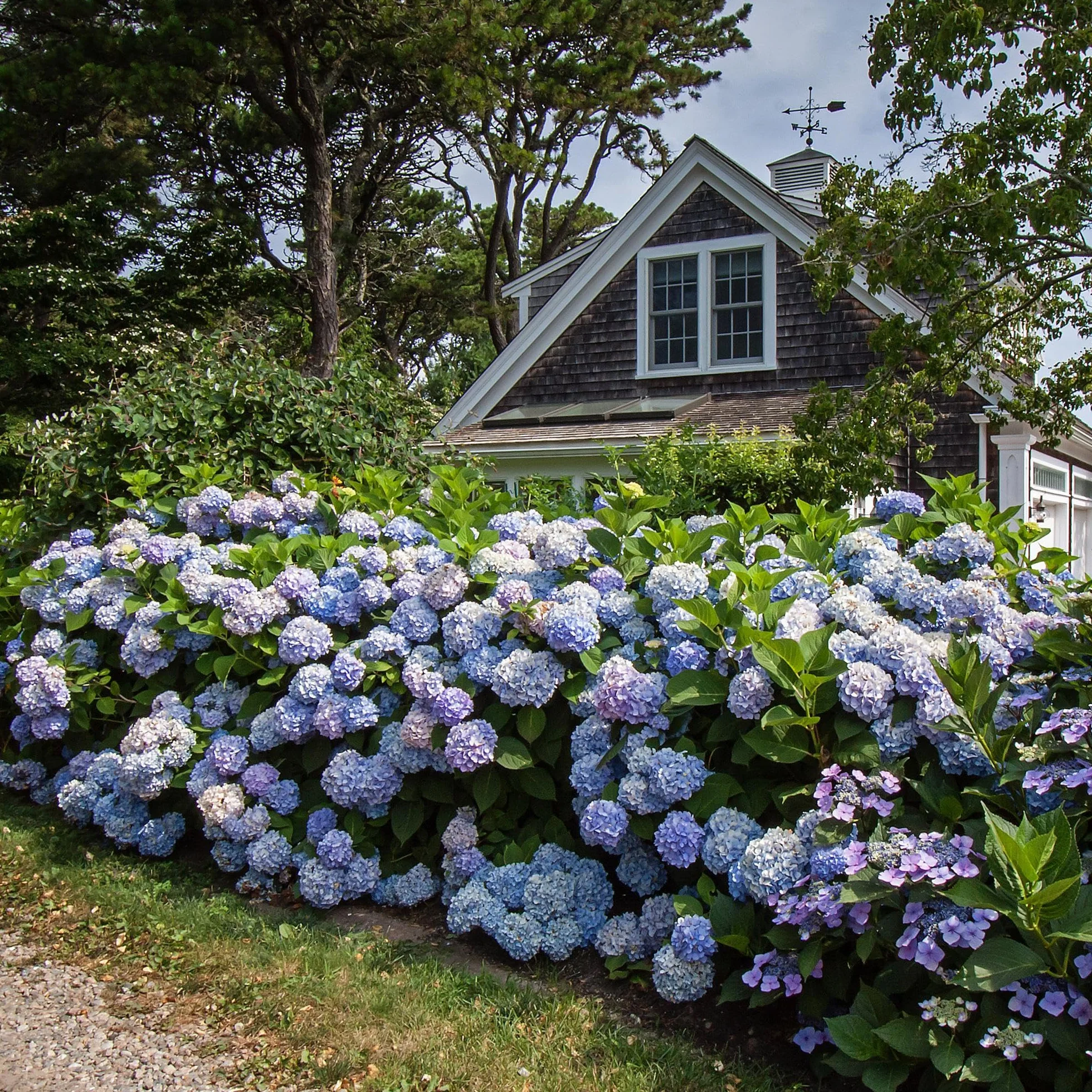 Hydrangea Endless Summer The Original Blue Hortensia Bleu Pot 14cm Hauteur 20-25cm