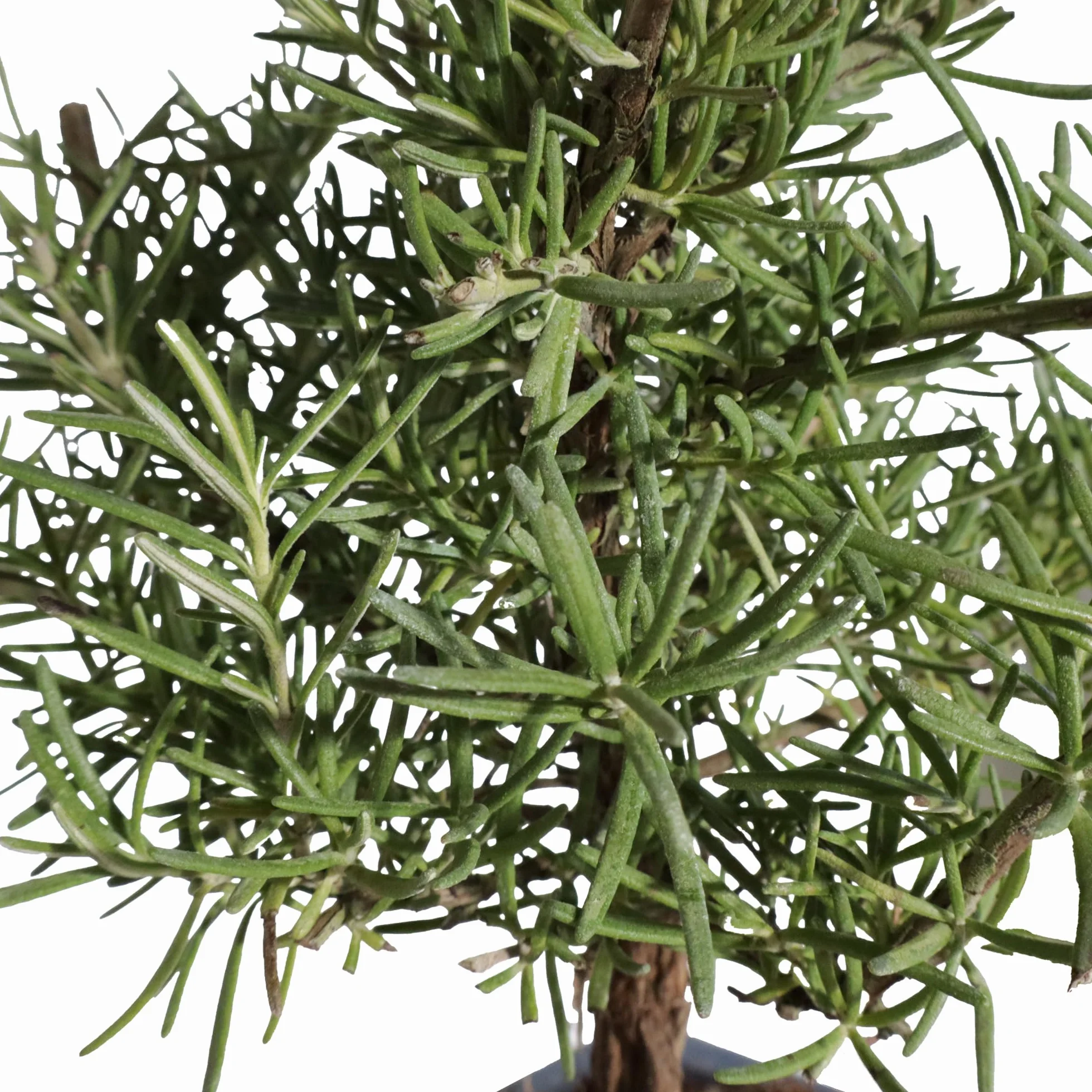 Kentis Bonsaï Romarin Rosmarinus Officinalis Vraie Bonsaï Ornemental d'Extérieur Vraies Plantes Aromatiques H 23-30 cm Pot Ø 19 cm