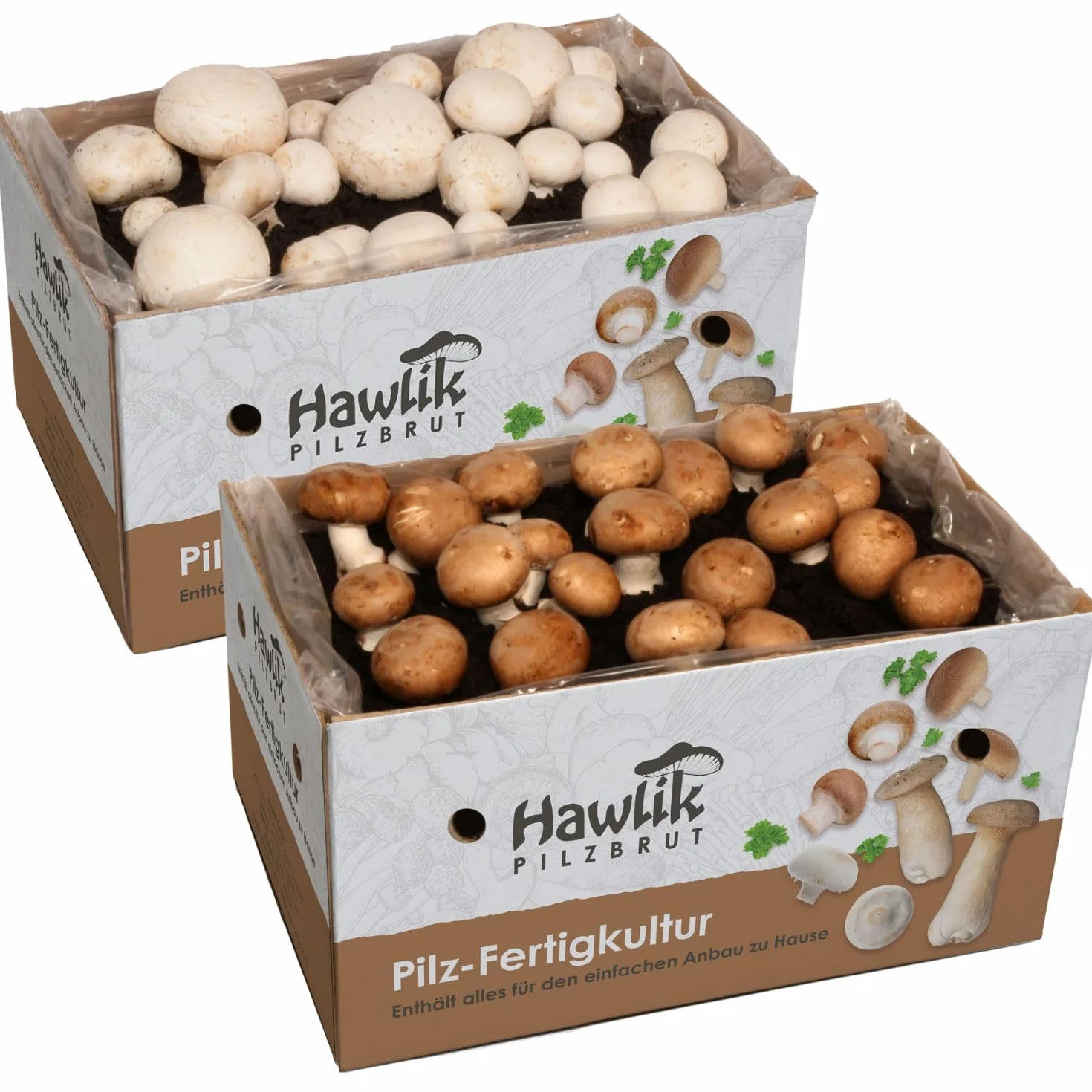 Hawlik Kit Champignons de Paris - Lot de 2 Cultures - Blancs et Bruns