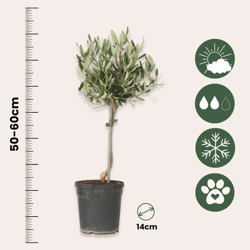 Olea Europaea Olivier exterieur Set de 2 Pot 14cm Hauteur 50-60cm