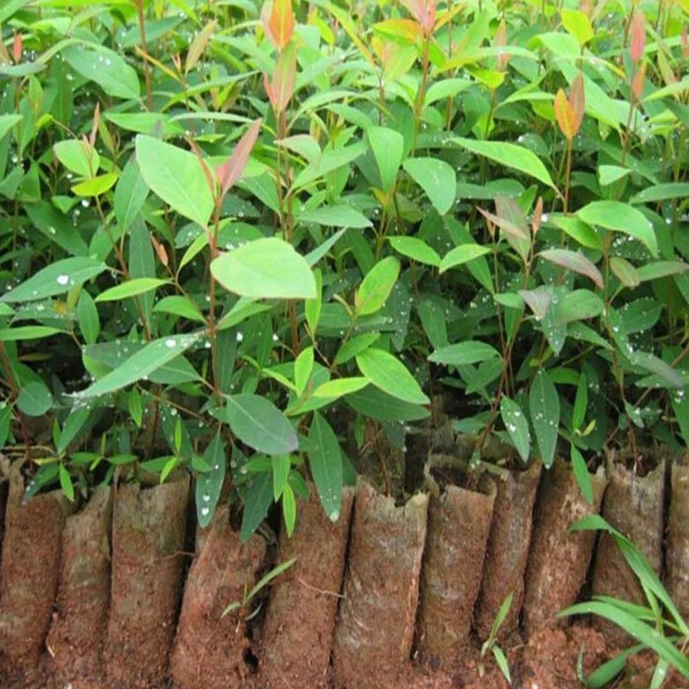 Eucalyptus Arbre Graines, 30 Graines Bonsaï Plante Aromathérapie Décoration Maison