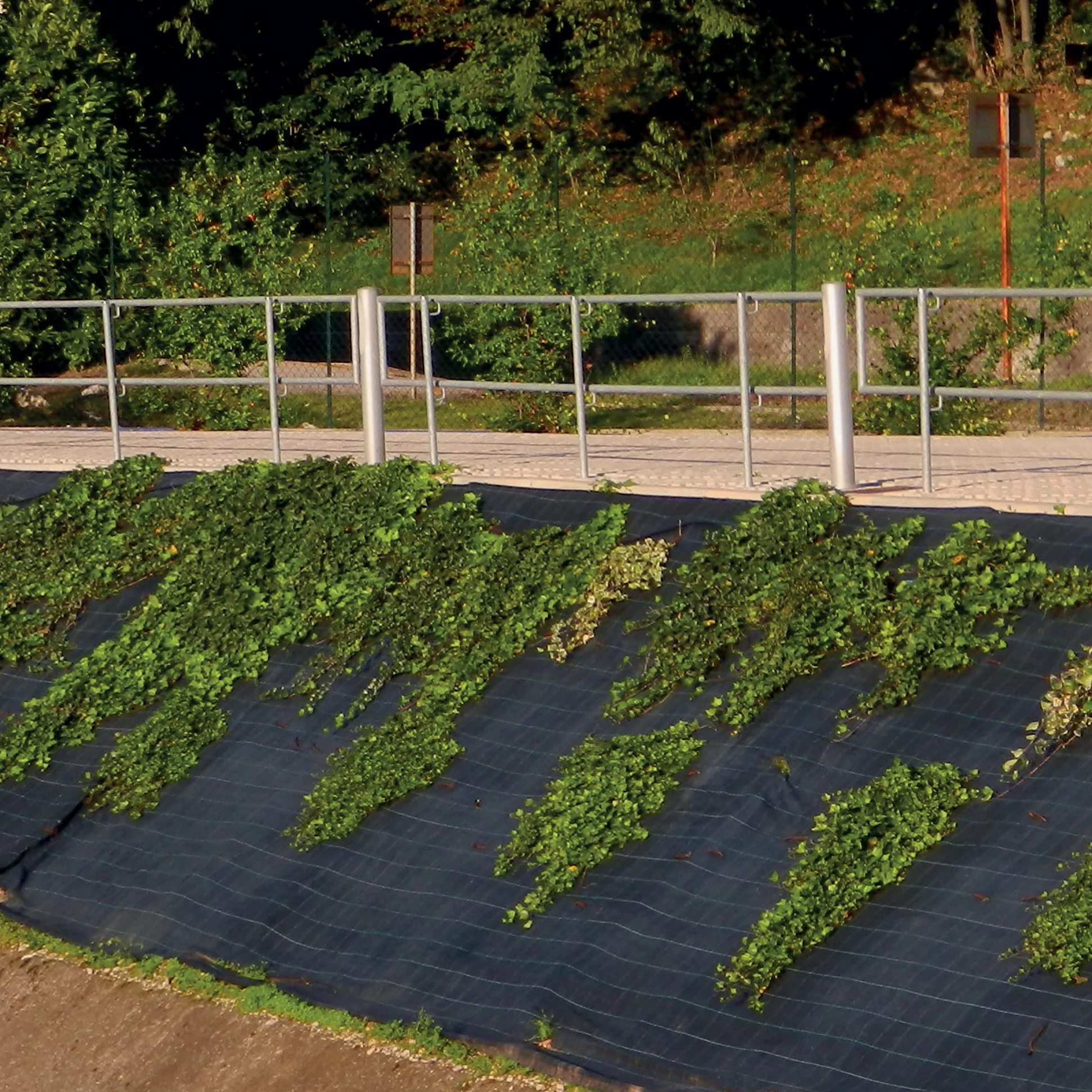 Tenax Toile de paillage Cover Pro 0,52x100 m Noir, pour Les Jardins et Les Potagers, Empêche Le Développement des Mauvaises Herbes Assurant la Qualité des Cultures
