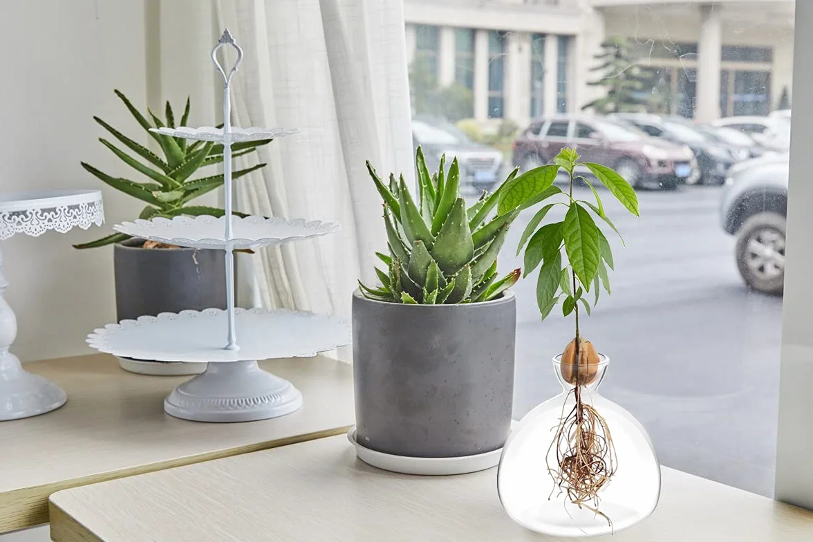 Kit de Culture d'Avocat Vases en Verre - Démarrage de Graines d'Avocat - Cadeaux de Jardinage