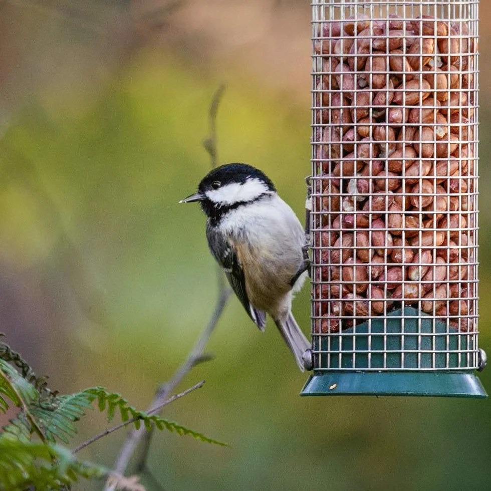 BusyBeaks Arachides Entières Aliment Énergétique pour Oiseaux Sauvages (10kg)