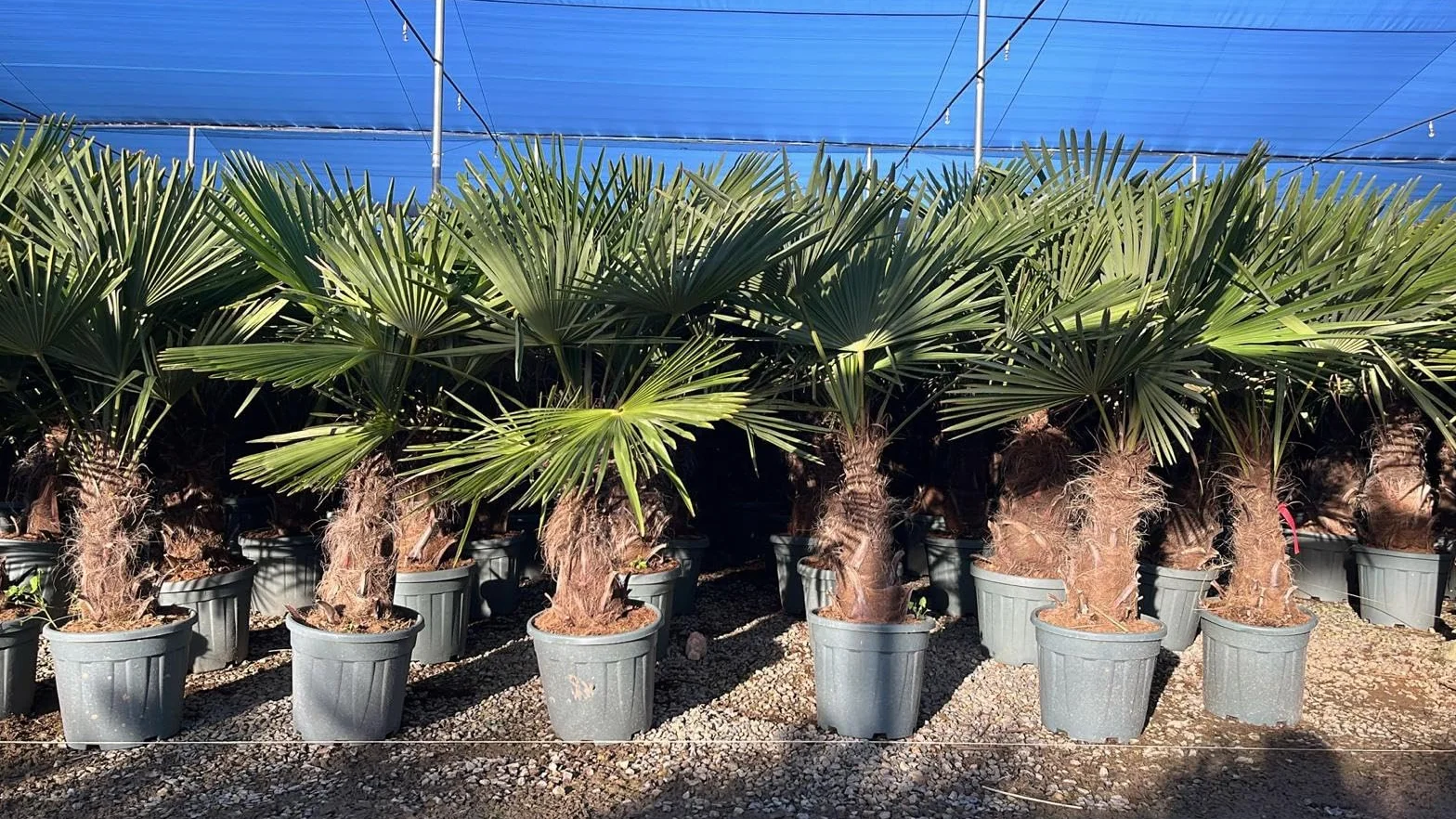 Trachycarpus Fortunei Palmier chinois éventail 140-160 cm pot Ø 33 cm résistant -18 °C