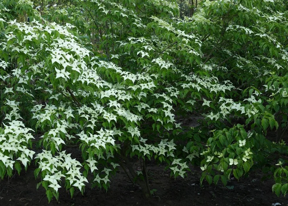 SAFLAX Kit cadeau Cornouiller du Japon 30 graines Cornus kousa var. chinensis