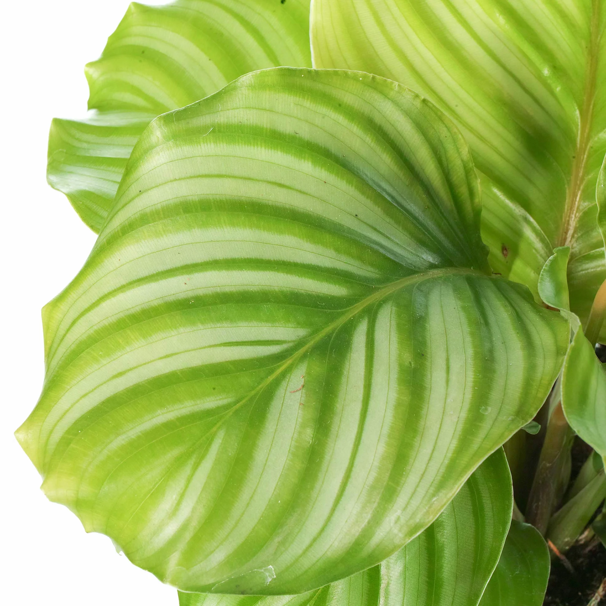 Plante Calathea 30-40cm en Pot Qualité Supérieure