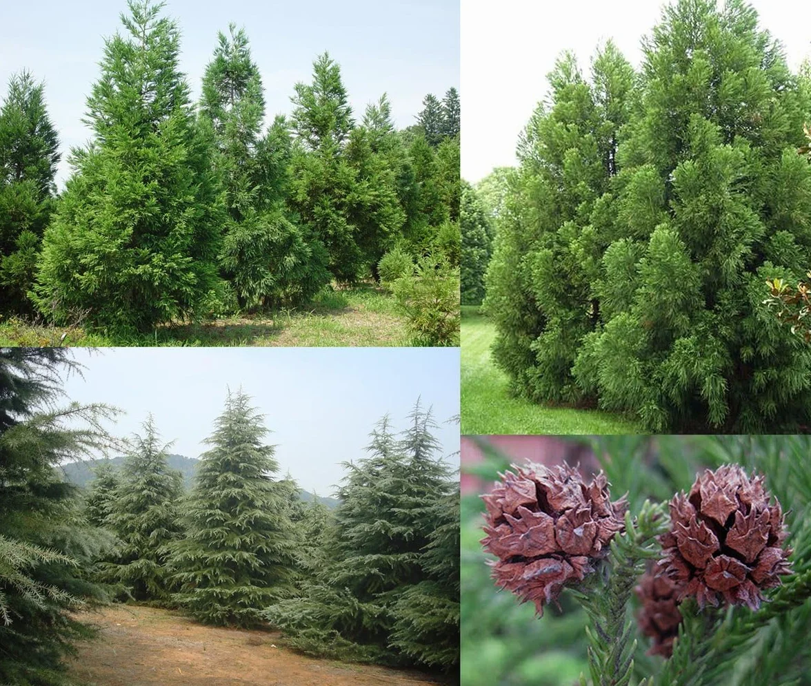 Graines de Cèdre du Japon Cryptomeria japonica Rustique - Semences de Bonsaï 25 Graines